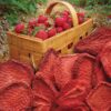 Brothers-ALL-Natural Fruit Crisps, Strawberry, 0.26 Ounce (Pack of 24) Brothers-ALL-Natural Fruit Crisps, Strawberry, 0.26 Ounce (Pack of 24)