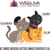 Weruva Wet Cat Food B.F.F. OMG - Best Feline Friend Oh My Gravy!, Chicken & Beef Be Happy with Chicken & Beef in Gravy, 5.5oz Can (Pack of 8)