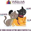 Weruva Wet Cat Food B.F.F. Play - Best Feline Friend Paté Lovers, Aw Yeah!, Chicken & Turkey Topsy Turvy with Chicken & Turkey, 2.8oz Can (Pack of 12)