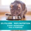 Pate Wet Kitten Food