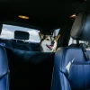 BarksBar Luxury Pet Car Seat Cover with Seat Anchors for Cars, (60" x 64")