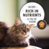 Nutro Wholesome Essentials Chicken & Brown Rice Recipe Senior Dry Cat Food 14 Pound (Pack of 1) Nutro Wholesome Essentials Chicken & Brown Rice Recipe Senior Dry Cat Food 14 Pound (Pack of 1)