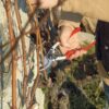 Felco Pruning Shears (F 13) - High Performance Swiss Made One-Hand or Two-Hand Garden Pruner with Steel Blade