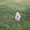 MidWest Wire Dog Exercise Pen with Step-Thru Door, Black E-Coat, 48-in