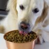 Open Farm Catch of the Season Whitefish & Ancient Grains Dry Dog Food 22 Pound (Pack of 1)
