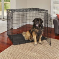 MidWest Homes For Pets XX-Large Double-Door Metal Wire Dog Crate, 54"