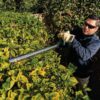 Makita XHU09Z LXT 18V Lithium-Ion Brushless Cordless 24 in. Hedge Trimmer (Tool Only)