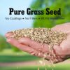 GreenView Pure Grass Seed Turf Type Tall Fescue Sun & Shade Blend, 20 lb. Bag – Covers up to 5,000 sq. ft.