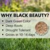 Jonathan Green (12004) Black Beauty Sun & Shade Grass Seed - Cool Season Lawn Seed (15 lb)
