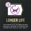 Purina Pro Plan AdvantEDGE Senior Support Plus Adult 7 Plus Chicken and Rice Formula Dry Cat Food, 5 lbs.