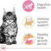Royal Canin Feline Breed Nutrition Maine Coon Kitten Dry Cat Food, 3 lbs.