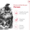 Royal Canin Feline Breed Nutrition Persian Kitten Dry Cat Food, 3 lbs.