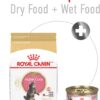 Royal Canin Feline Breed Nutrition Persian Kitten Dry Cat Food, 3 lbs.